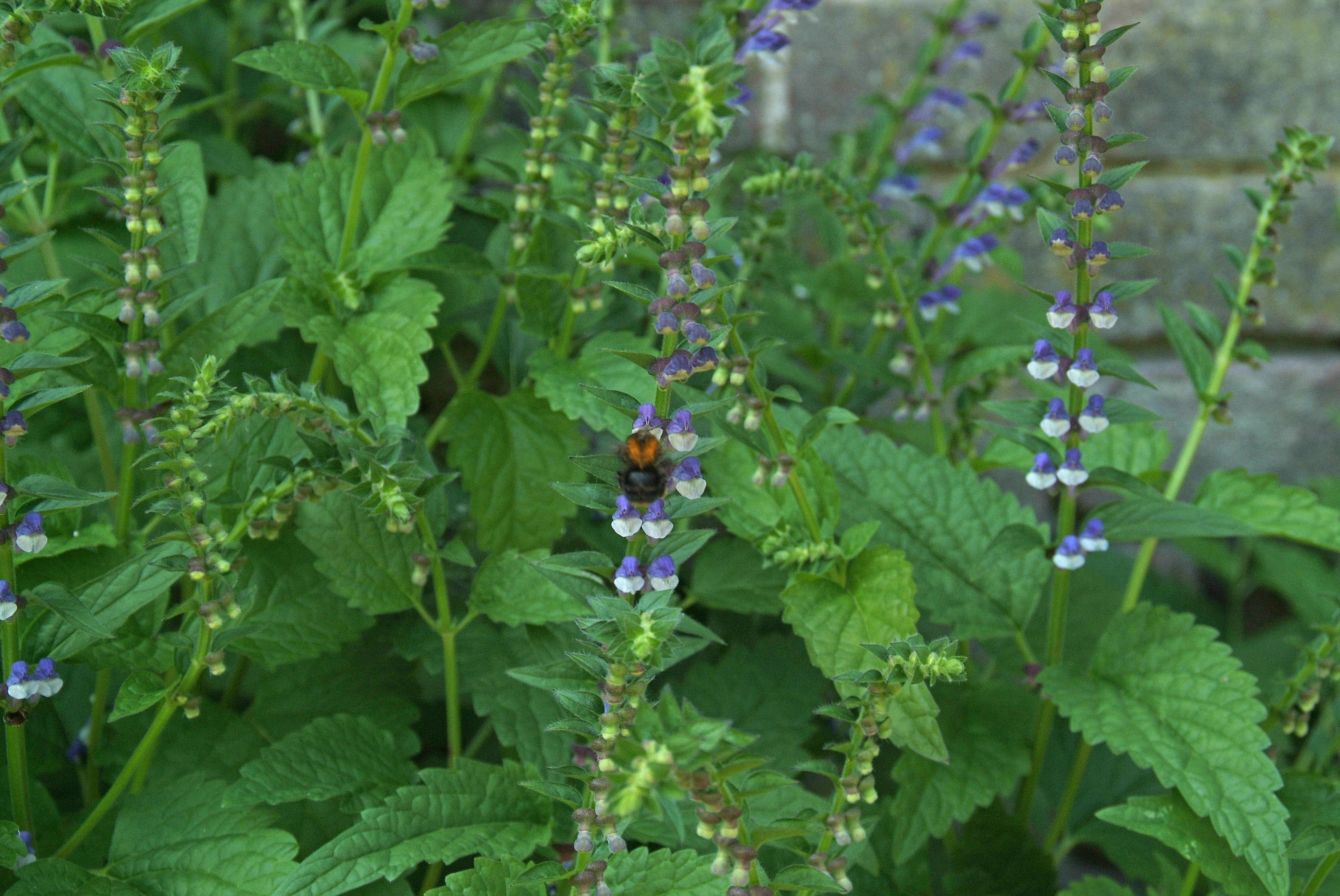 Scutellaria altissimaGlidkruid bestellen